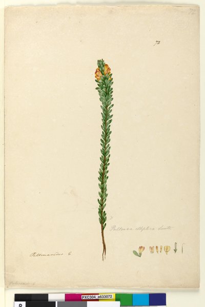 Page 72. Pultenaea elliptica by John William Lewin